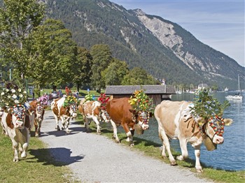 Cows Down Kirchberg